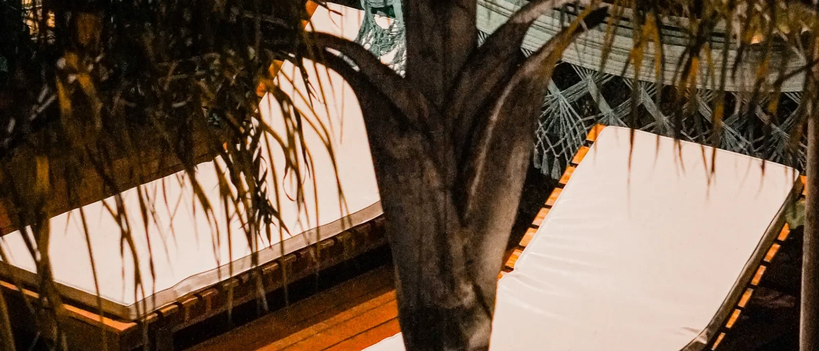 Árvore com folhagem escura em primeiro plano sobre deck de madeira, com piscina verde turquesa ao fundo e estrutura de vidro iluminada
